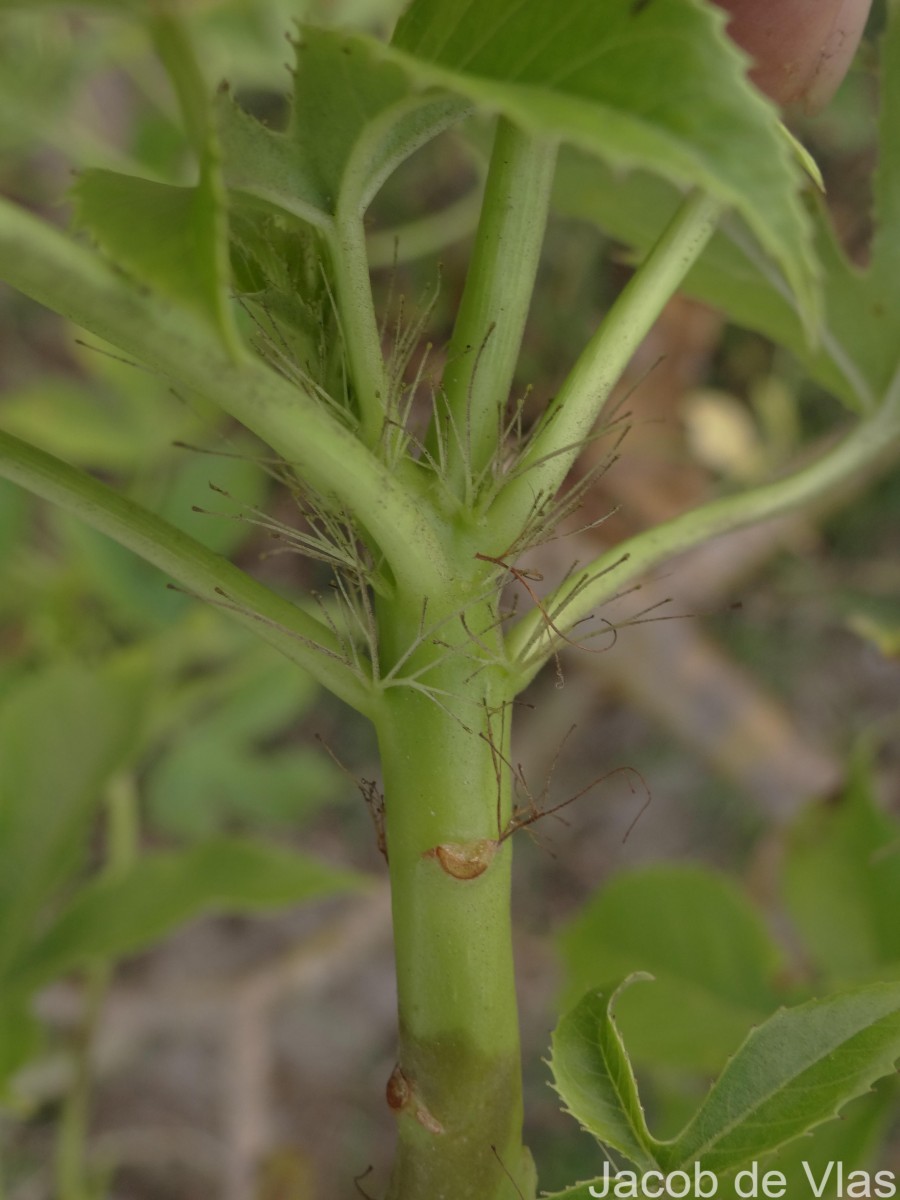 Jatropha glandulifera Roxb.